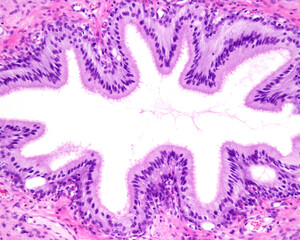 Vas deferens. Pseudostratified epithelium