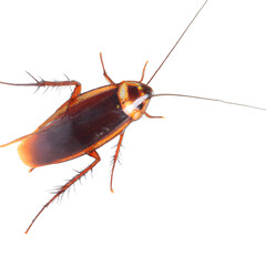 Cockroach, Transparent Background, PNG