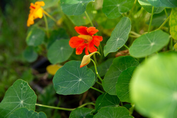 close-up of Tropaeolum majas flower and green leaves in the background