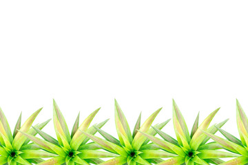 pineapple tree arranged into picture frames, frame / frame pineapple tree, leaf frame, leaf picture, bright green, natural leaf color, transparent background png file