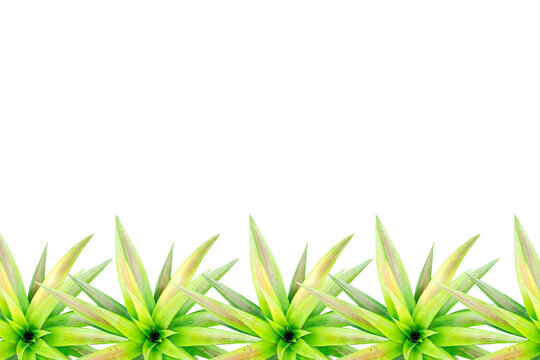 pineapple tree arranged into picture frames, frame / frame pineapple tree, leaf frame, leaf picture, bright green, natural leaf color, transparent background png file