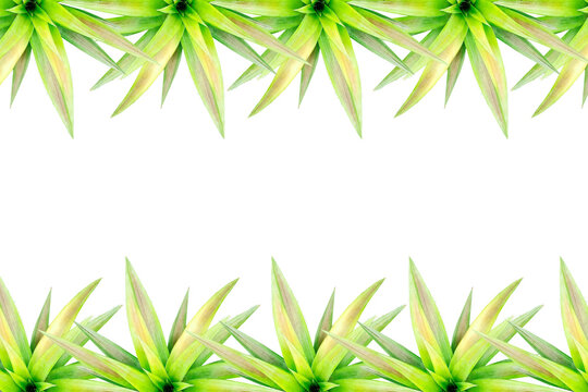 pineapple tree arranged into picture frames, frame / frame pineapple tree, leaf frame, leaf picture, bright green, natural leaf color, transparent background png file