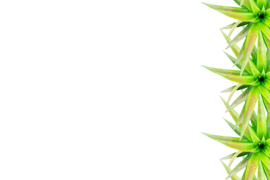 pineapple tree arranged into picture frames, frame / frame pineapple tree, leaf frame, leaf picture, bright green, natural leaf color, transparent background png file