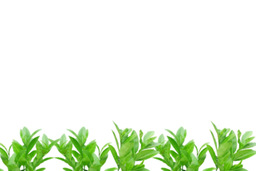 Leaf lemon frame arranged into picture frames, frame Leaf lemon, leaf frame, leaf picture, bright green, natural leaf color, transparent background png file