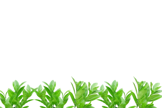 Leaf lemon frame arranged into picture frames, frame Leaf lemon, leaf frame, leaf picture, bright green, natural leaf color, transparent background png file