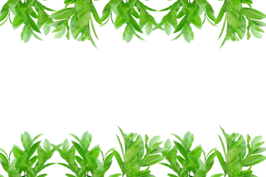 Leaf lemon frame arranged into picture frames, frame Leaf lemon, leaf frame, leaf picture, bright green, natural leaf color, transparent background png file