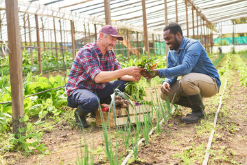 Male farmers discussing over vegetable in garden