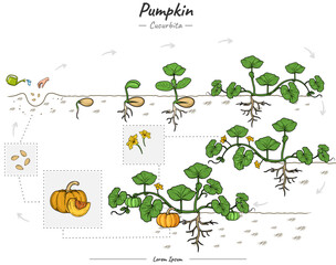 Growing Pumpkin.