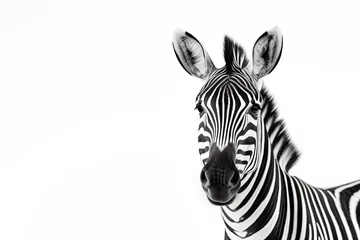 Poster Zebra isolated on white background © Damnino