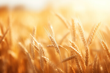 Saisonal wheat field in luminous golden colors. Close-up with short depth of field and abstract bokeh - Powered by Adobe