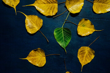 A green leaf surrounded by many old and yellow leaves. An idea for 'unique' or 'young and old'.