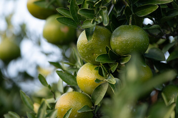 まだ青いみかん