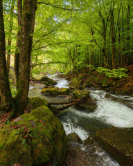 Obraz premium river in the woods among stones. outdoor nature scenery in spring