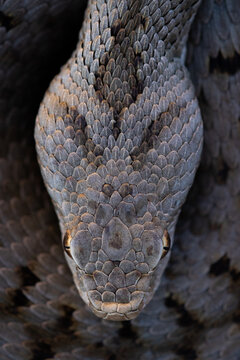 Attentive Iberian vipers snake in nature