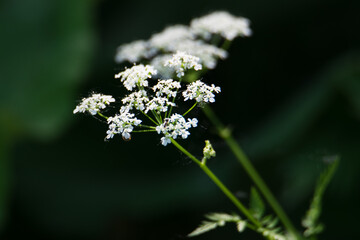Cerfeuil sauvage photographié en forêt.