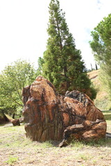 Old tree trunks in Escucha park Teruel, Spain