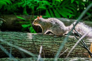 Ecureuil gris sur un tronc d'arbre.