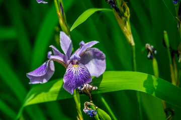Iris sauvage photographiée en forêt.