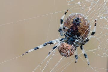 Araneus spider weaves a web. Close-up. Macro photography.