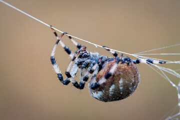 Araneus spider weaves a web. Close-up. Macro photography.
