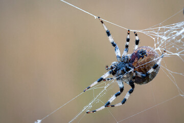Araneus spider weaves a web. Close-up. Macro photography.