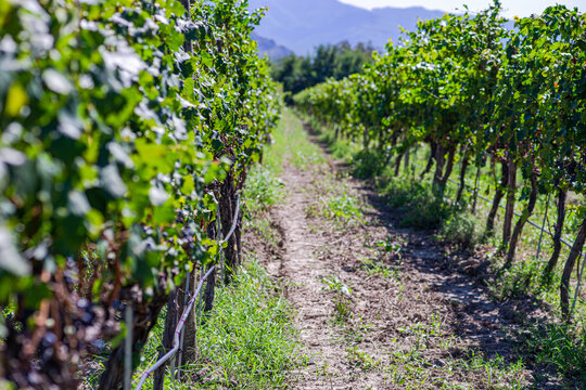Ripening grape at vineyard