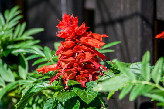 Sage Rouge