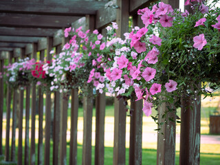 Fototapeta na wymiar wooden passageway with hanging flower pots in city park
