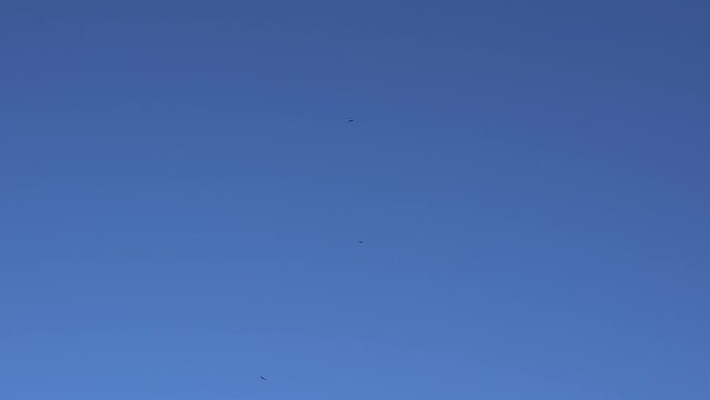 Looking up at silhouette of birds of prey gently circling against clear blue sky. Two golden eagles or peregrine falcons look for prey soars in the cloudless sky. Nature video footage in 4K 25FPS