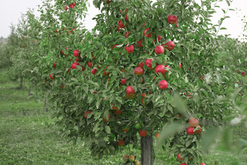 Ripe Apples in the Apple Orchard before Harvesting. Big Red delicious Apples Hanging from Tree Branch in the Fruit Garden. Fall Harvest. Picture of Autumnal Apple. Autumn Cloudy Day, Soft Shadow. Bio