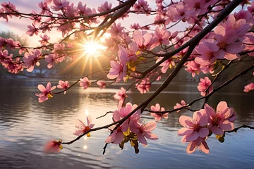 Fotobehang A sprig of sakura hangs over the water. Beautiful nature. Natural landscape.  © volga
