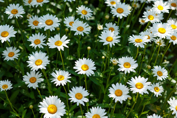 Fototapeta premium Background of large blooming white daisies with yellow stamens