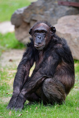 Chimpanzee consists of two extant species: the common chimpanzee and the bonobo. Together with humans, gorillas and orangutans they are part of the family Hominidae (the great apes).