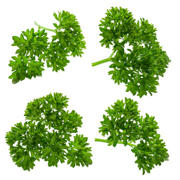 Sprigs of young parsley isolated on a transparent background PNG
