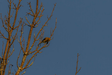 Yellow Warbler perched on a dead tree branch