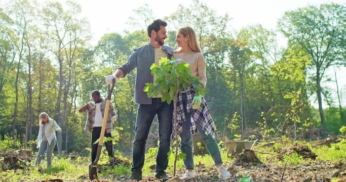 Delightful couple working together during forestation work. Beautiful Caucasian man and cute young woman planting trees with other volunteers. Helping nature and environment.