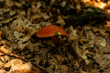 Two-colored Bolete Mushroom growing among dead leaves on the forest floor