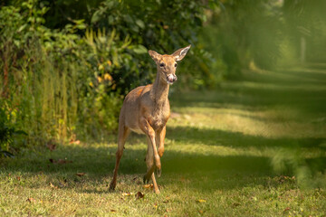 Naklejka na ściany i meble Young White-tailed Deer runs across the trail