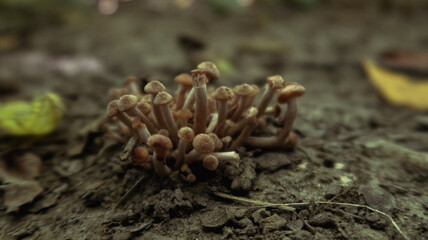 mushrooms in the forest