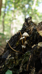 mushrooms in the forest