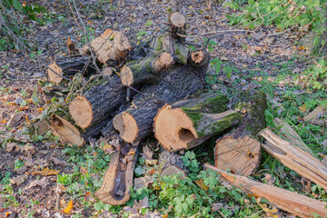 A pile of sawn dry trees and branches in a park or forest. Dry twigs pile ready for campfire. 