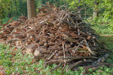 A pile of sawn dry trees and branches in a park or forest. Dry twigs pile ready for campfire, sticks, brushwood