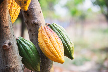 cacao fruit garden