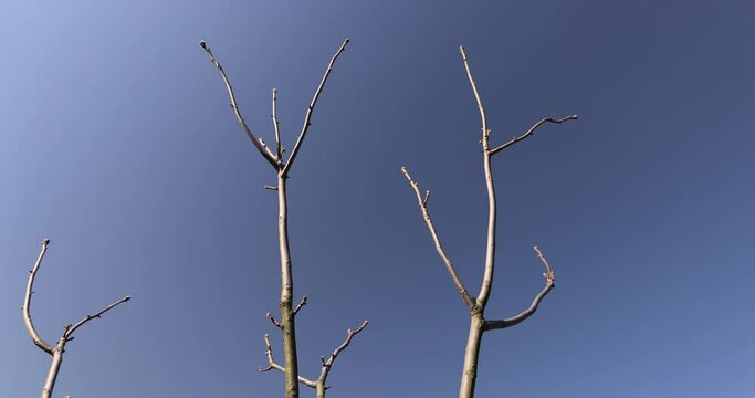 walnut tree branches in the spring season, walnut branches without foliage in sunny weather