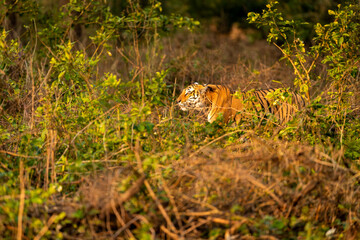 wild male bengal tiger or panthera tigris stalking on his prey in golden hour winter evening light...