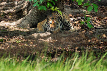 wild male bengal tiger or panthera tigris in attacking charge position and eye contact under shade of tree in summer season safari in bandhavgarh national park forest reserve madhya pradesh india asia