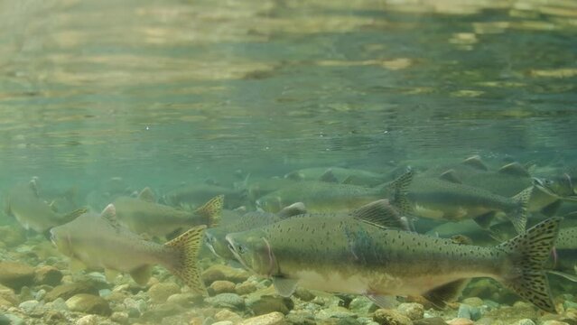 School of adult Pink salmon in a shallow stream in British Columbia, Canada.
