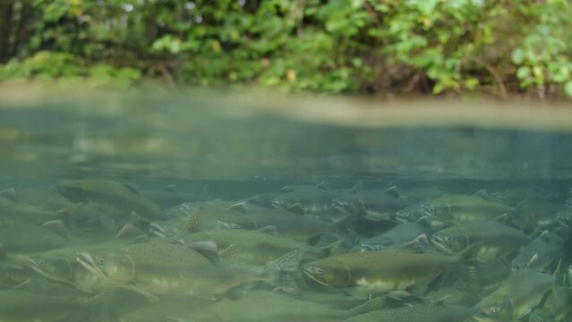 School of spawning Pink Salmon.
