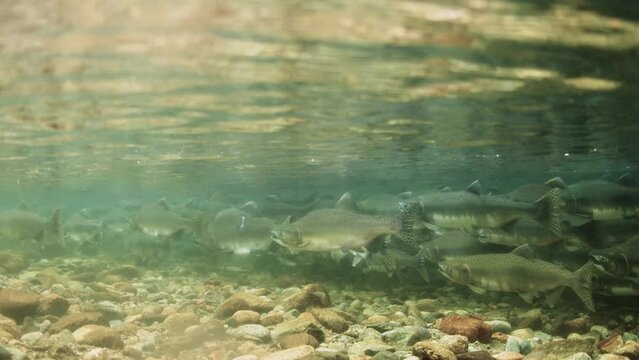 School of Pink salmon in a shallow stream in British Columbia, Canada
