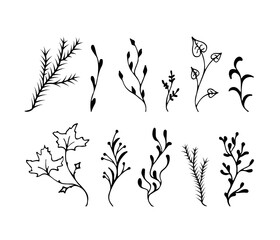 Vector branches and leaves. Twigs maple, aspen, coniferous, herbs. Vector silhouettes illustration.